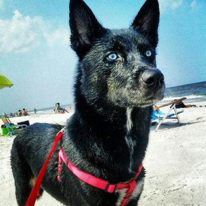 Photo de Blue, Husky crois� Bouledogue am�ricain