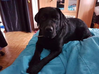 Photo de sanah, Labrador Retriever pure race