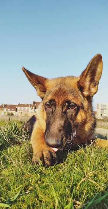 Photo de Princesse dit priska , Berger Allemand pure race