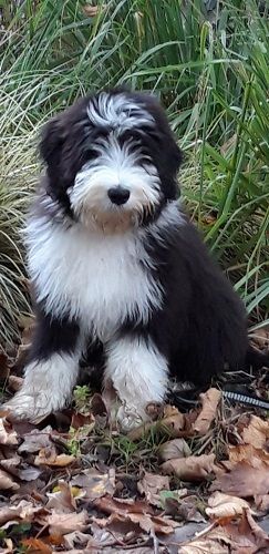 Photo de Loisel, Bearded Collie pure race