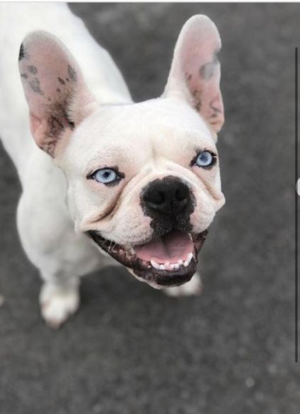 Photo de Joy, Bouledogue fran�ais pure race