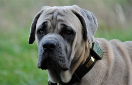 Photo de Pablo, Cane Corso pure race