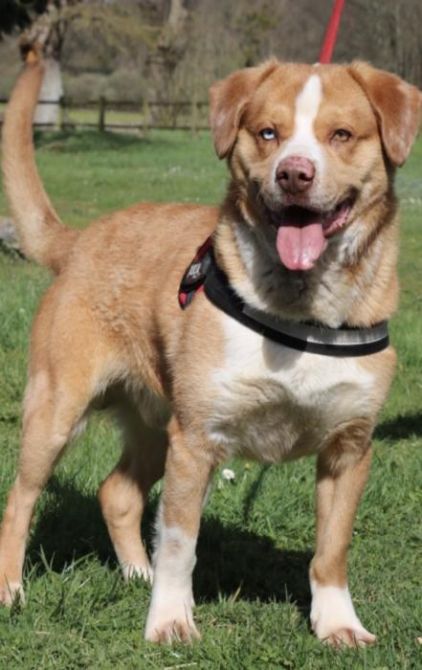 Photo de Jazzy, Berger australien crois� American Staffordshire terrier