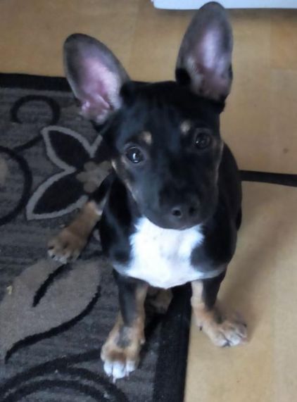 Photo de Boulette, Bouledogue fran�ais crois� Jack Russell terrier
