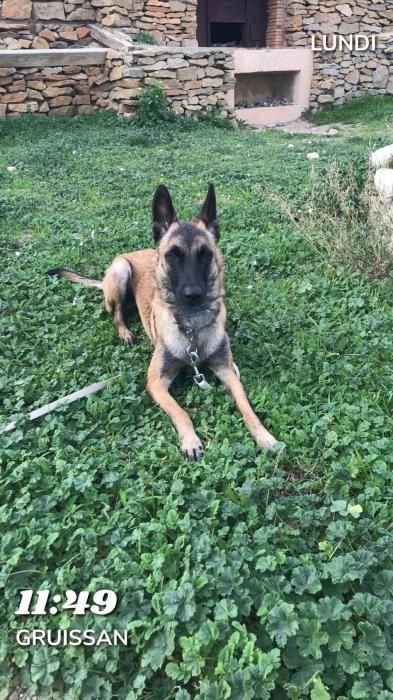 Photo de Oggie, Berger Belge Malinois pure race