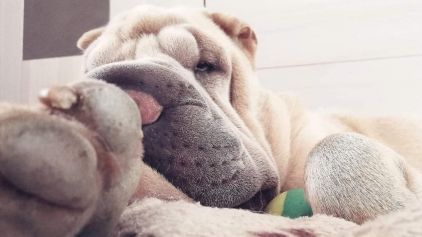 Photo de Mao, Shar Pei pure race