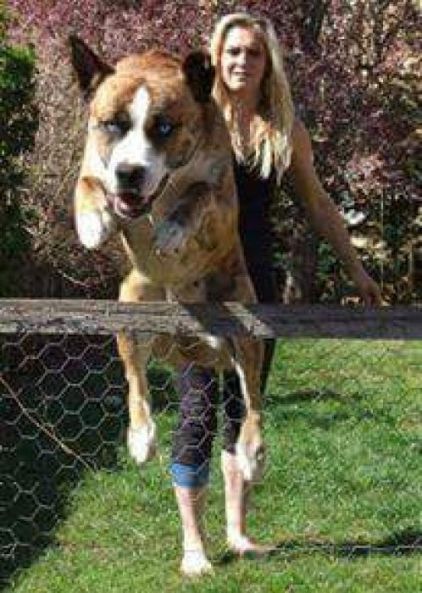 Photo de Snoop, Boxer crois� Husky
