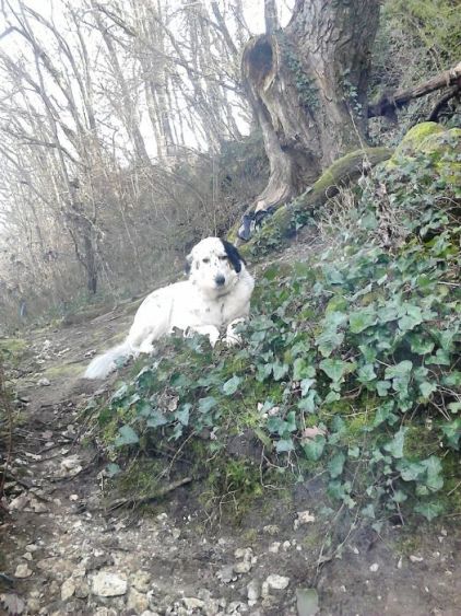 Photo de Karma, Border Collie crois� Beauceron