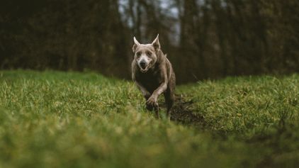 Photo de Hollywood, Kelpie australien pure race