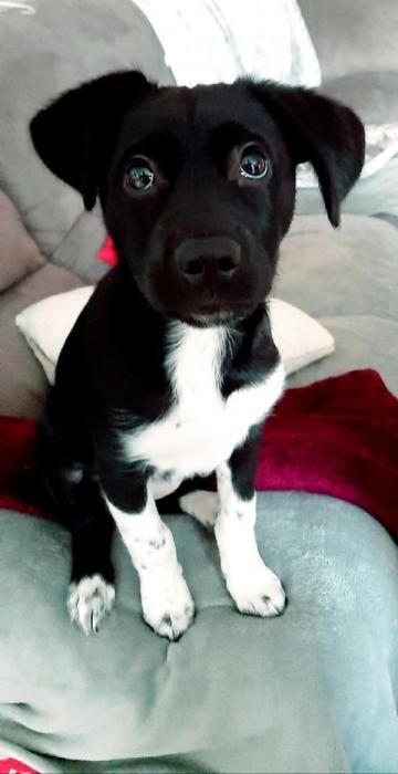 Photo de Priska, Rottweiler crois� Husky