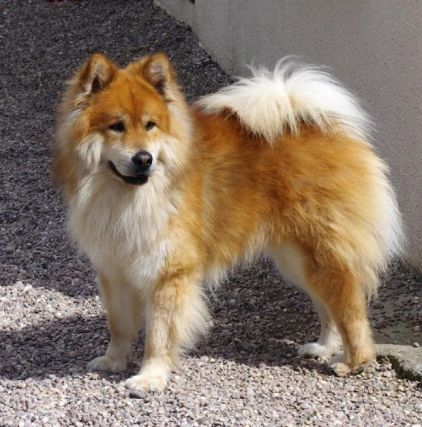 Photo de Evolt, Eurasier pure race