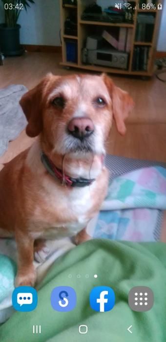 Photo de Bandit, Griffon crois� Labrador Retriever