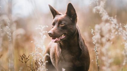 Photo de Bellay, Kelpie australien pure race