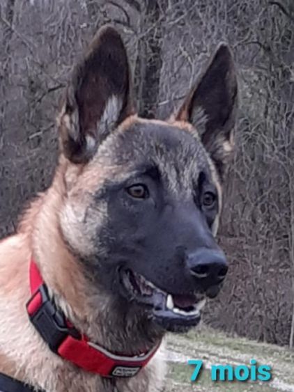 Photo de Praline, Berger Belge Malinois pure race