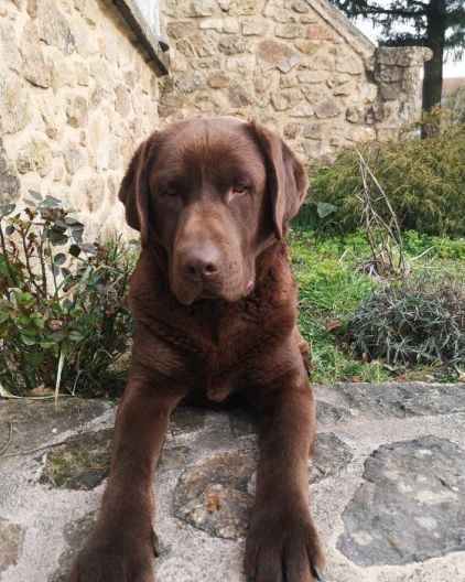 Photo de Maddocks, Labrador Retriever pure race