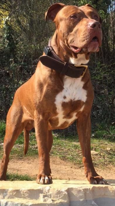 Photo de Jerico, Pitbull pure race