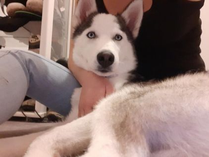 Photo de Hiro, Husky pure race
