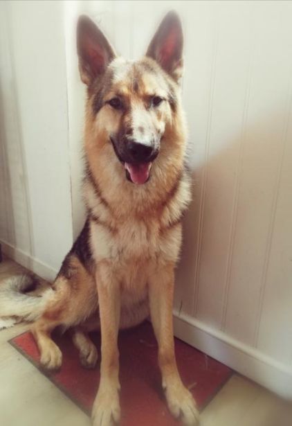 Photo de Bayek, Chien-loup tch�coslovaque crois� Beauceron