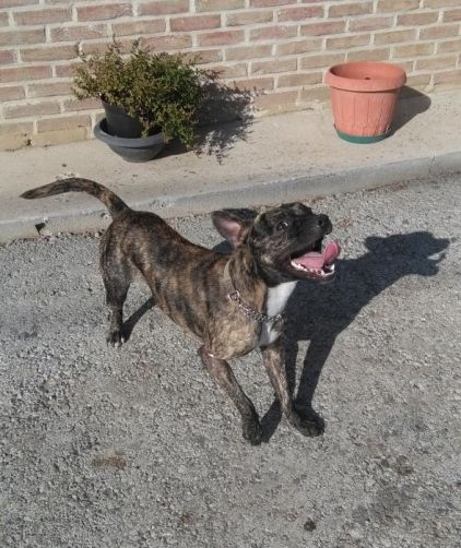 Photo de Rex, American Staffordshire terrier crois� Bouledogue fran�ais