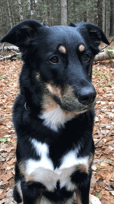 Photo de Rodrigue, Bouvier bernois crois� Husky