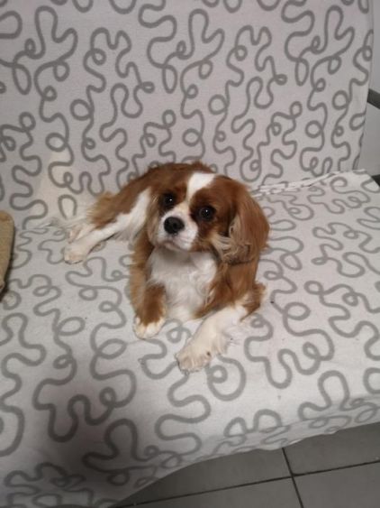 Photo de Nina, Cavalier King Charles pure race