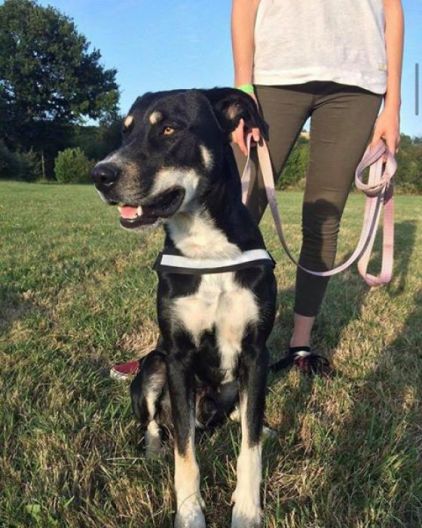 Photo de Nuke, Beauceron crois� Husky