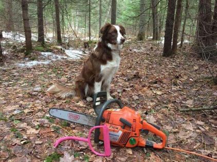 Photo de Callie, Border Collie crois� Berger australien