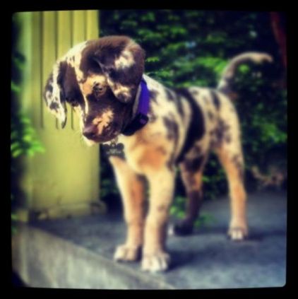 Photo de Sirene, Bouvier australien crois� Labrador Retriever
