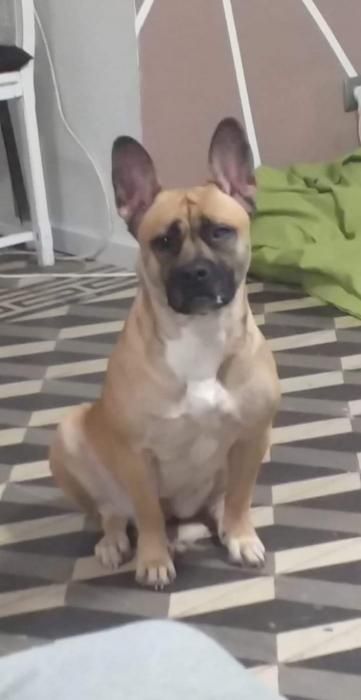 Photo d'OZALEE, Bouledogue fran�ais crois� Berger Belge Malinois