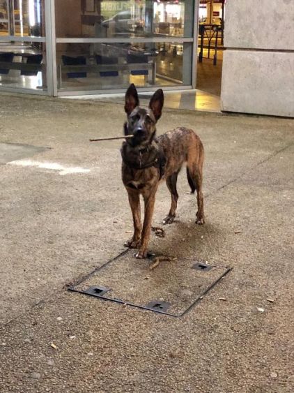 Photo de Tayson, Berger Belge Malinois crois�