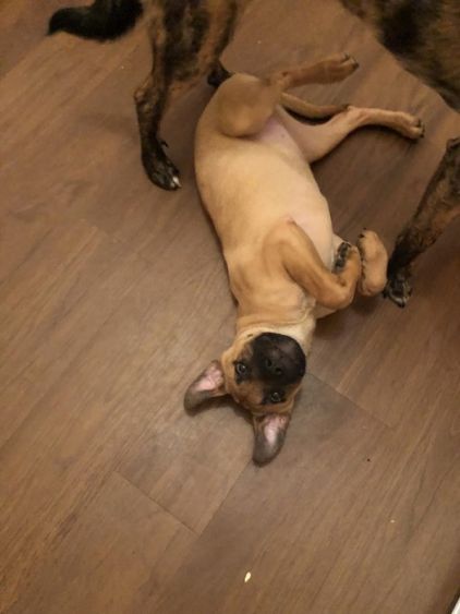 Photo de Yuki, Berger Belge Malinois crois� Boxer