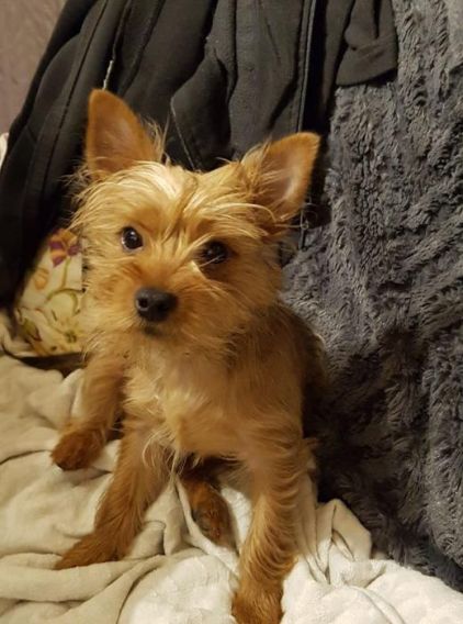 Photo de P�p�re, Yorkshire terrier pure race
