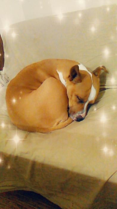 Photo de Ippy, American Staffordshire terrier pure race