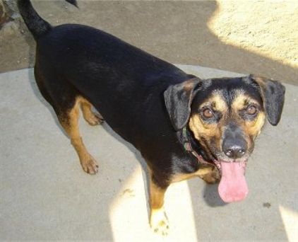 Photo de Precieuse, Beagle crois� Dobermann