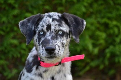 Photo de Altesse, corniaud Husky Beauceron