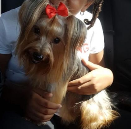 Photo de Mouskyne, Yorkshire terrier pure race