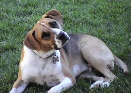 Photo de Rufus, Beagle crois� Boxer