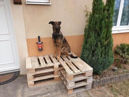 Photo de nikita, Berger Belge Malinois crois� Beauceron
