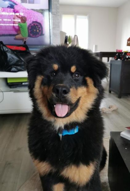 Photo de Jacks, Eurasier crois� Rottweiler
