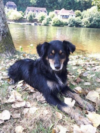 Photo d'Happy, Border Collie crois� Cursinu