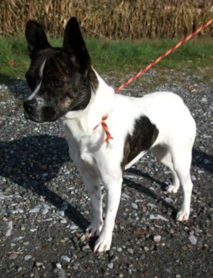 Photo de Nala, Bouledogue fran�ais crois� Jack Russell terrier