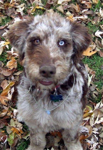 Photo de Toto, Berger australien crois� Caniche