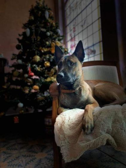 Photo de Ga�a, Berger Belge Malinois pure race