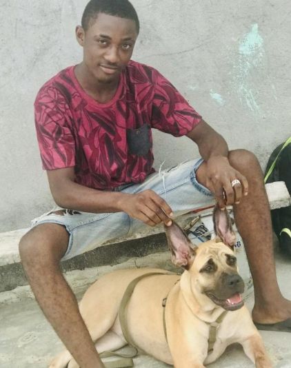 Photo de Zeus Lbelle, Boerboel (Boerbull) crois� Mastiff Anglais