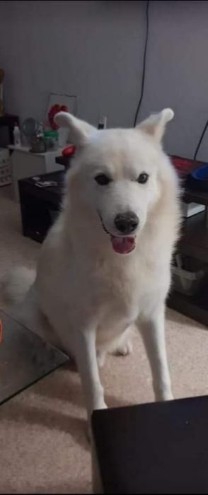 Photo de Jack, Akita crois� Berger blanc suisse