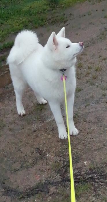 Photo de Akira, Akita pure race