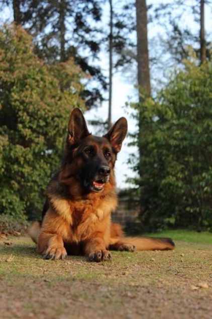 Photo de Nouba, Berger Allemand pure race