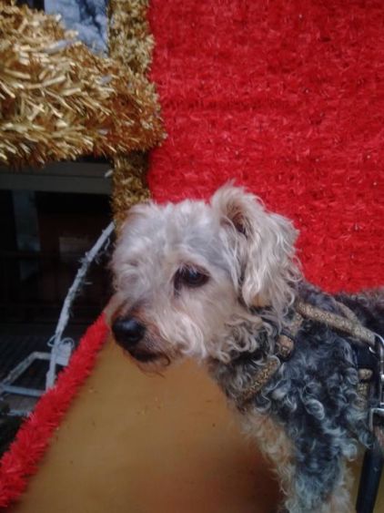 Photo de Caramel, Caniche crois� Yorkshire terrier