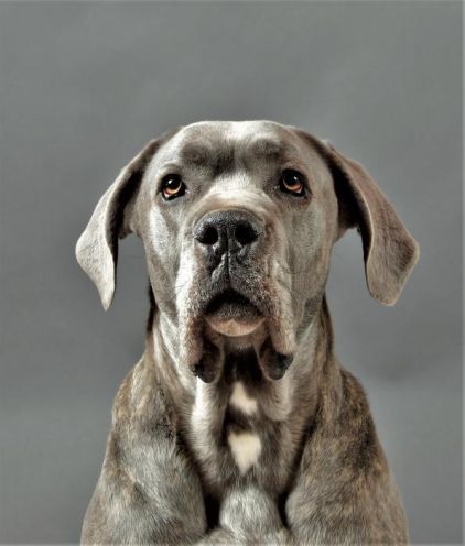 Photo de Marley, Cane Corso pure race