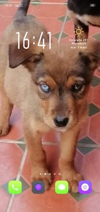 Photo de Miya, Husky crois�